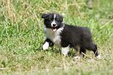 BORDER COLLIE 642